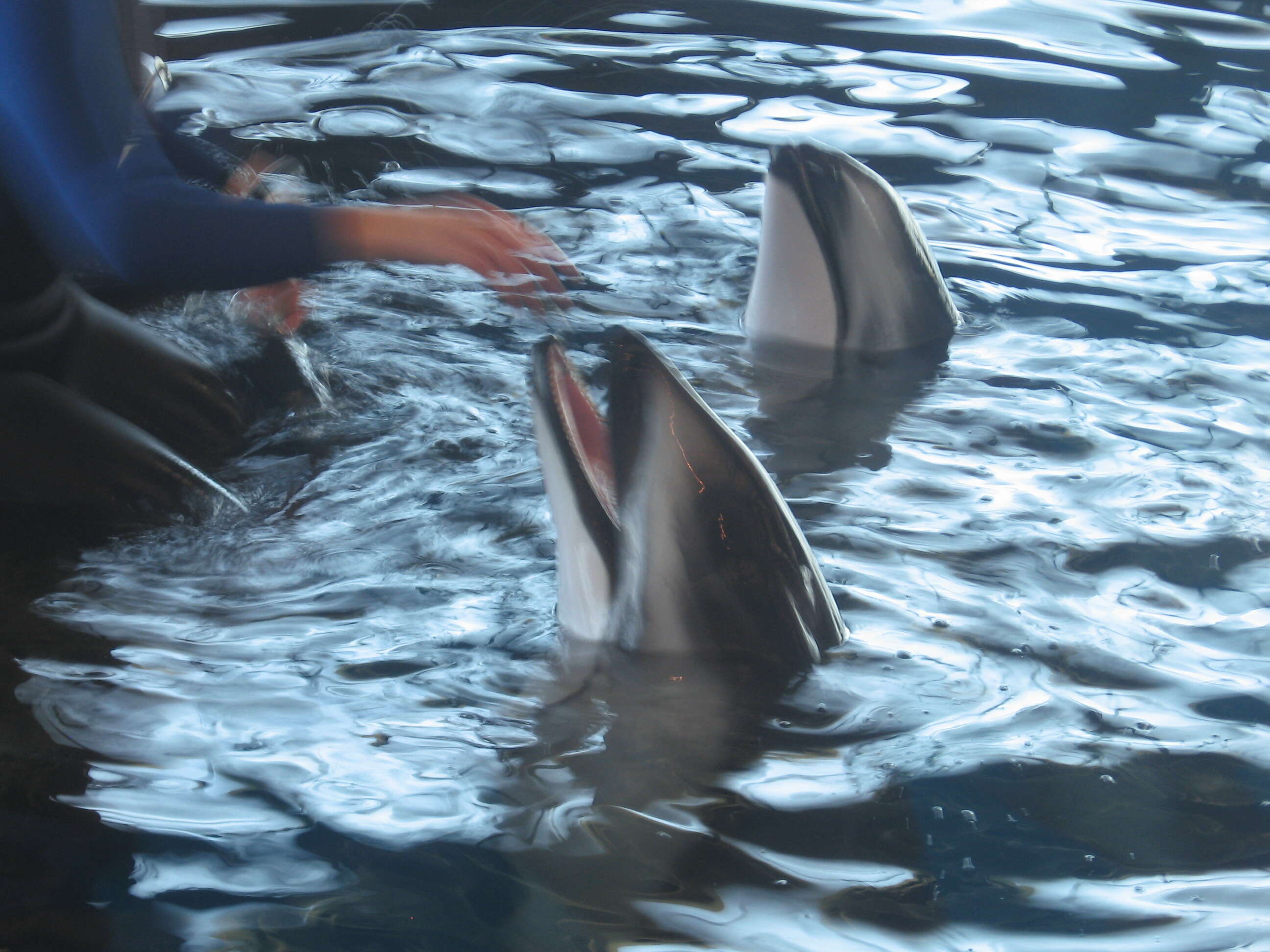 Image of Pacific White-sided Dolphin