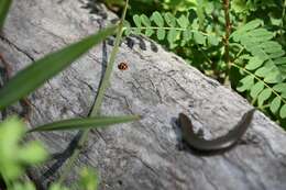 Image of Red-throated Cool-skink