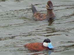 Image of Bluebills