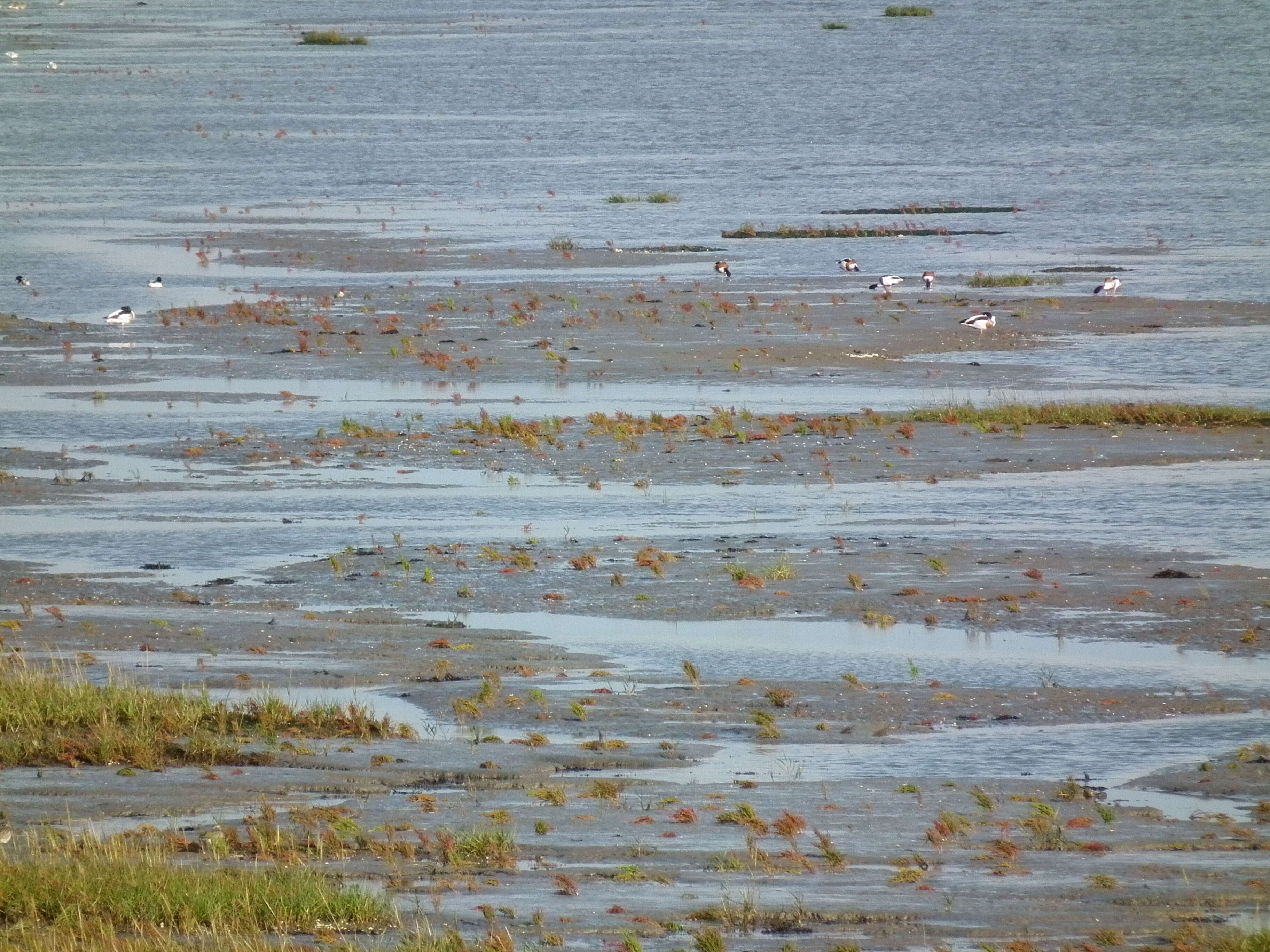 Image of shelduck, common shelduck