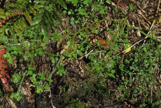 Image of Carmichaelia odorata Hook.