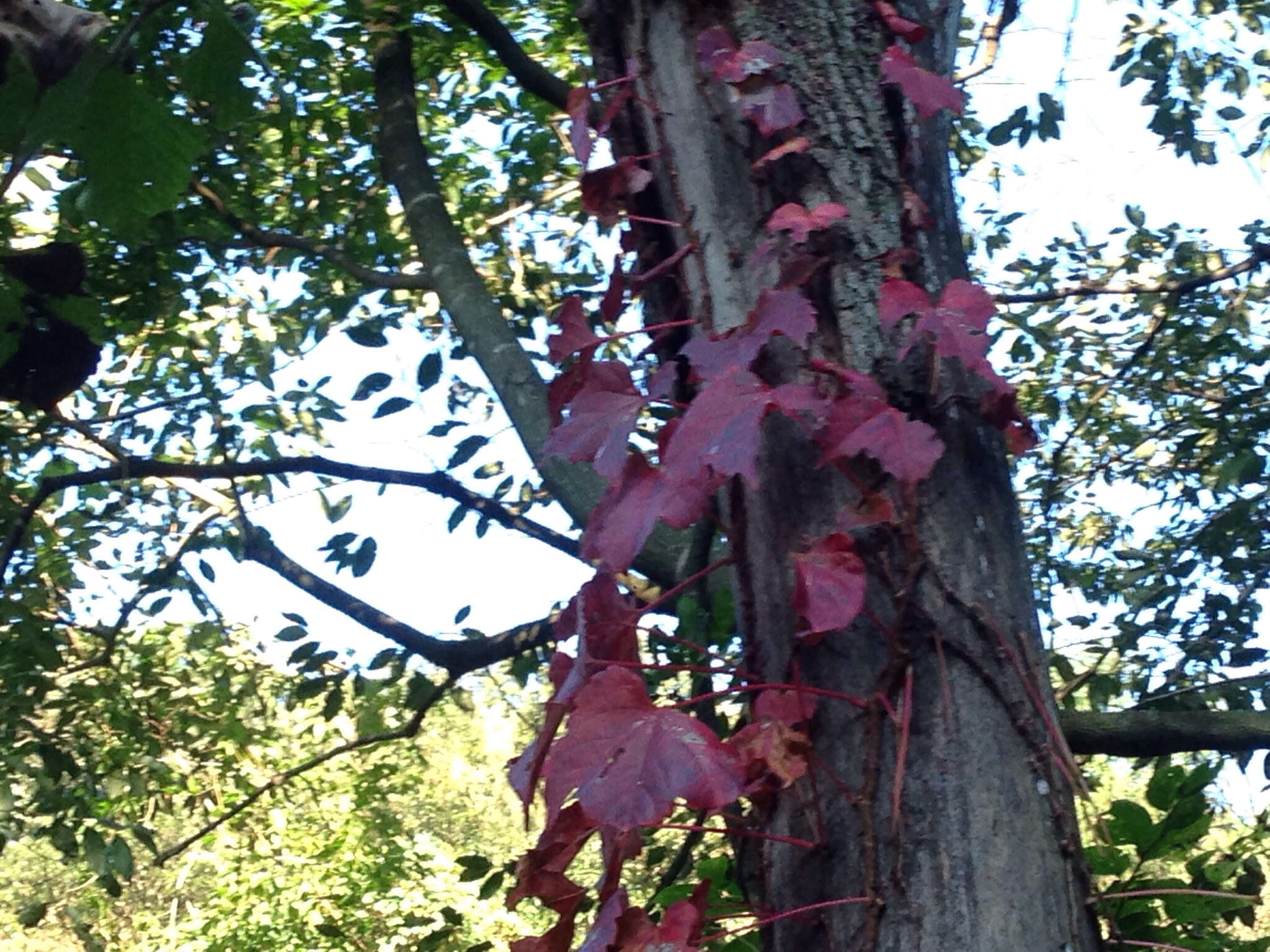 Parthenocissus tricuspidata (Siebold & Zucc.) Planchon resmi