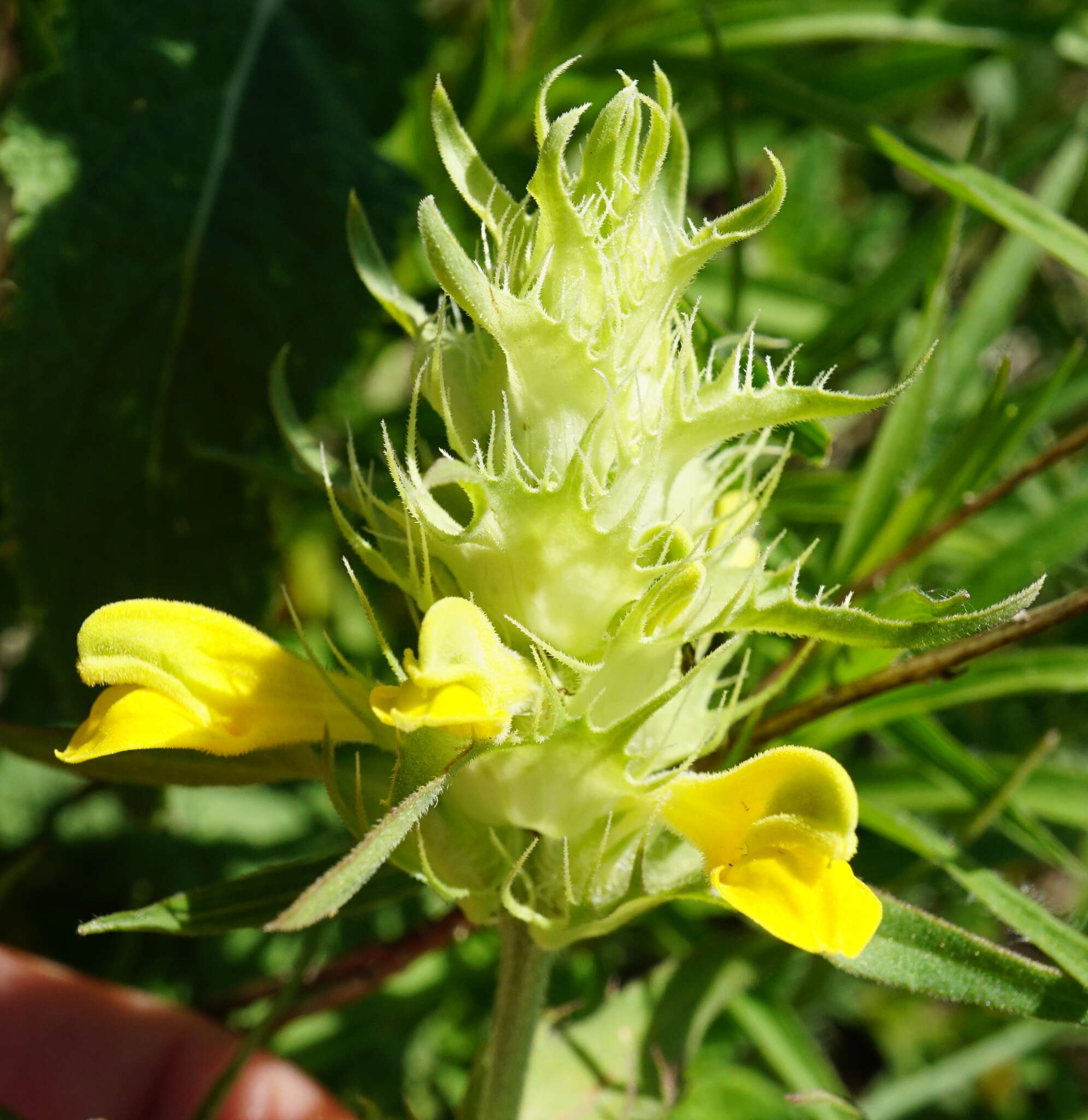 Image of Melampyrum barbatum Waldst. & Kit. ex Willd.