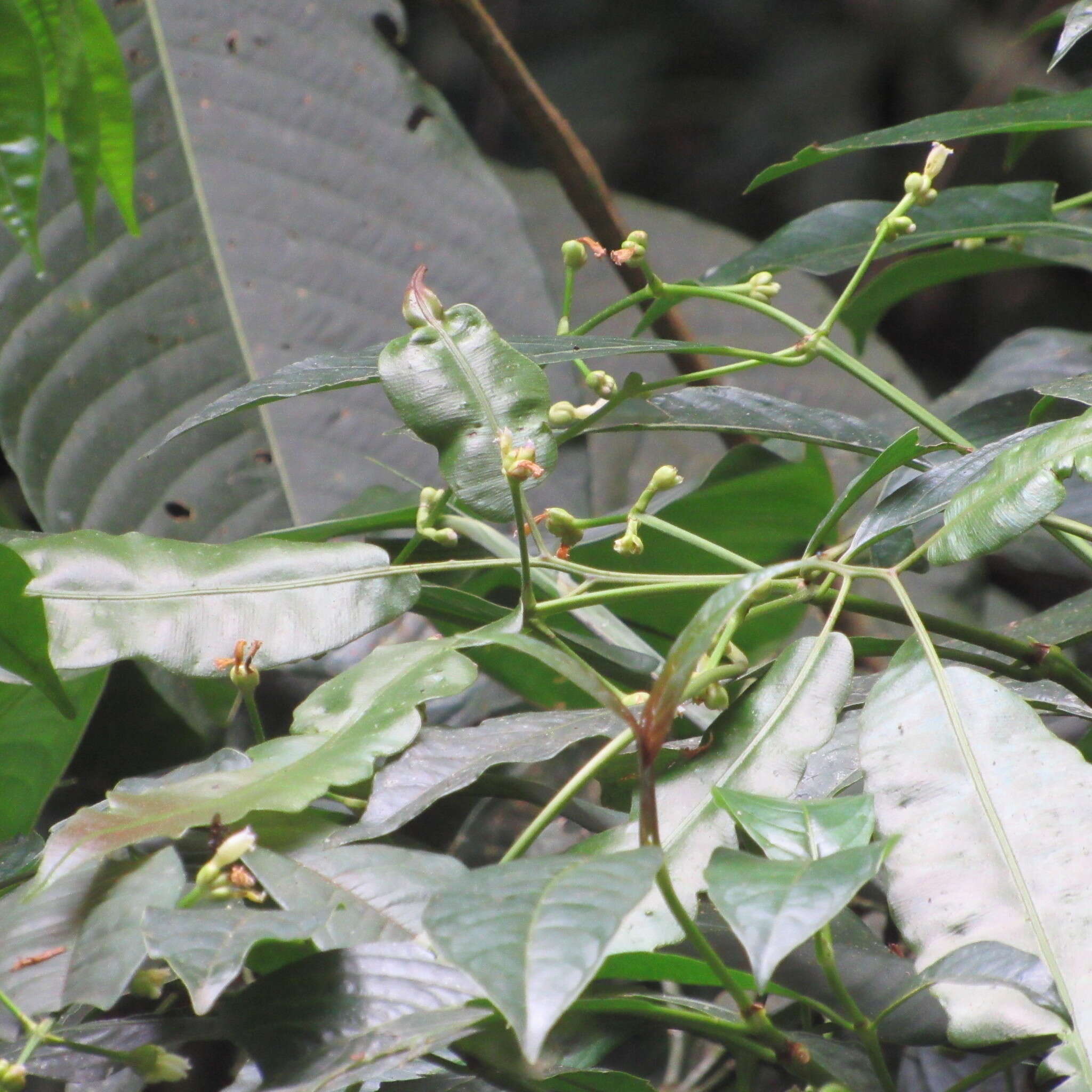 Palicourea caerulea (Ruiz & Pav.) Schult. resmi