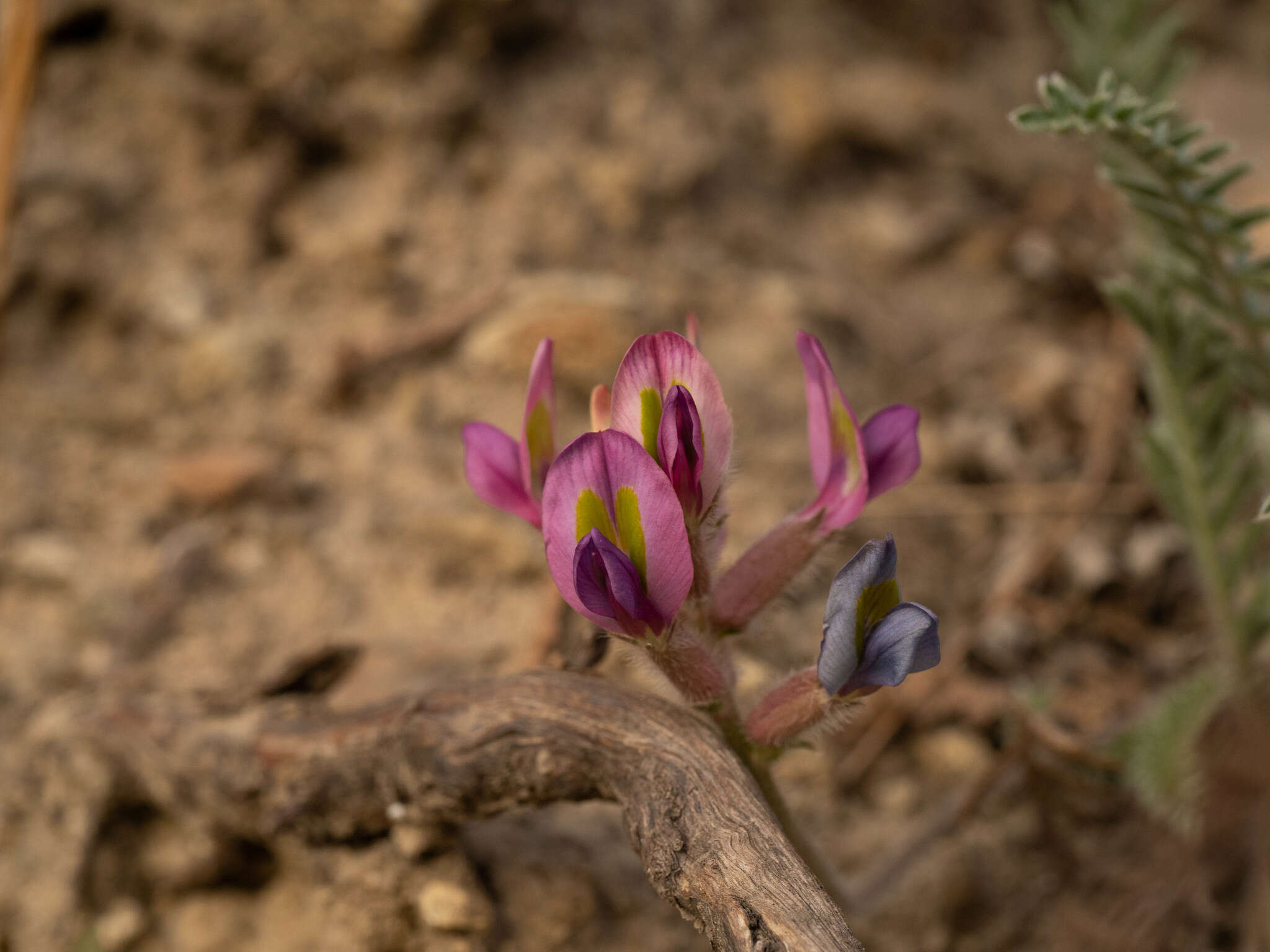 Image of Oxytropis bicolor Bunge