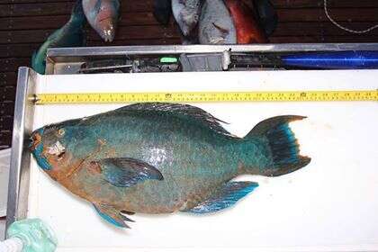 Image of Filament-finned Parrotfish