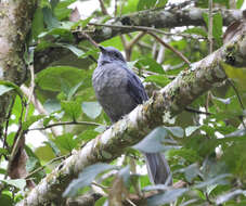 Image of Dusky Piha