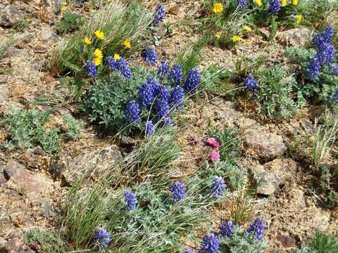 Слика од Lupinus saxosus Howell