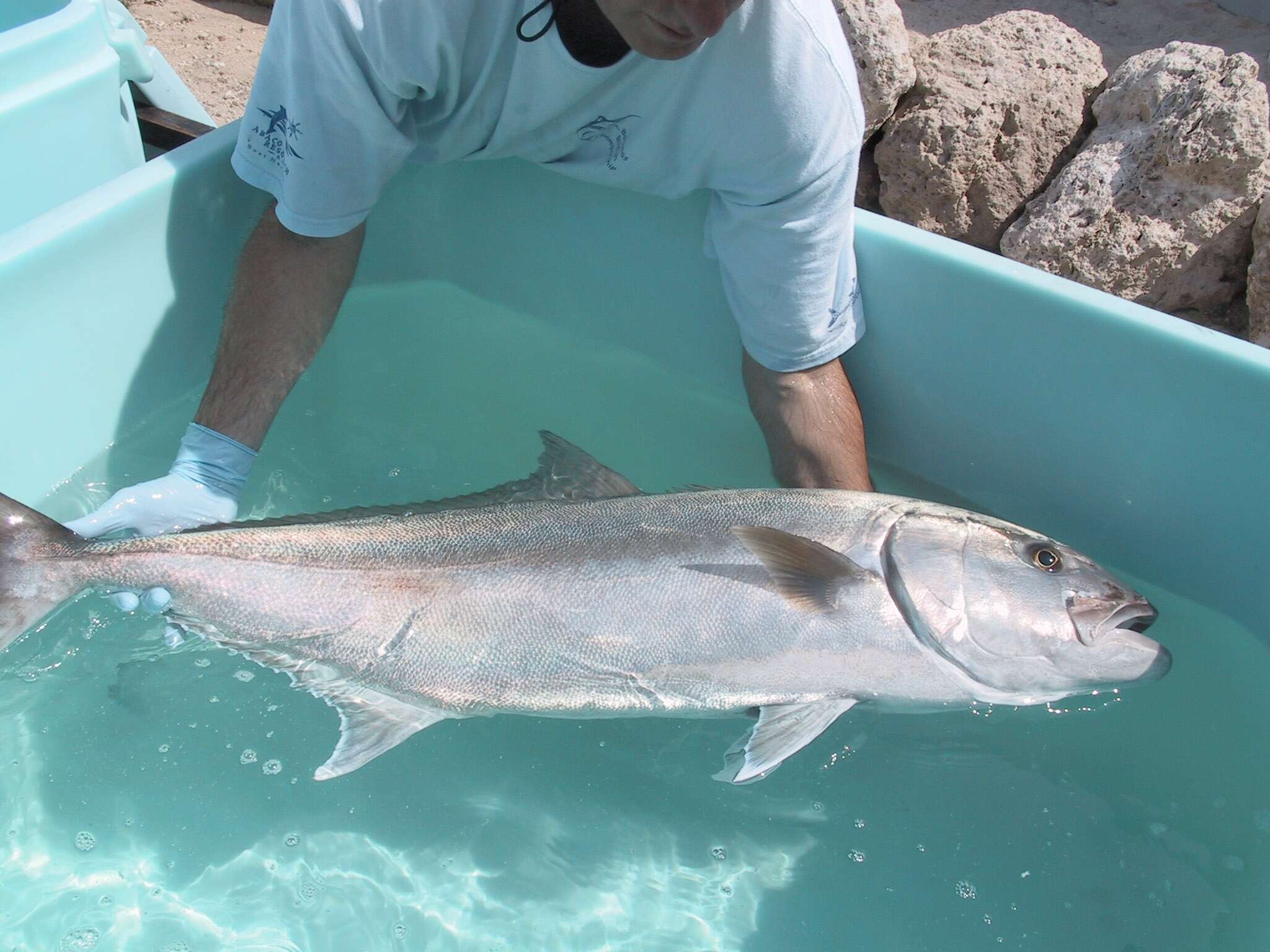 Image of Allied Kingfish