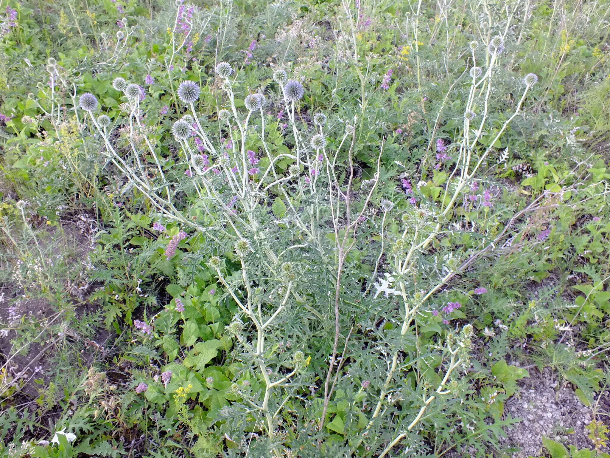 Imagem de Echinops tataricus