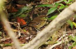 Image of Atherton Scrubwren