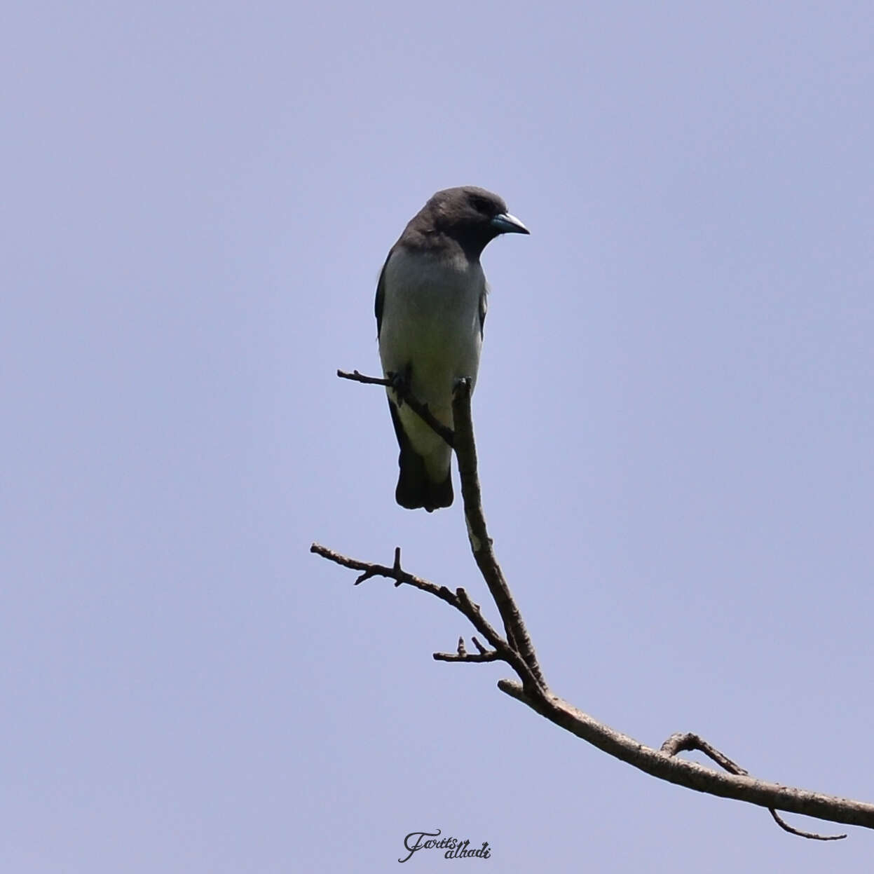 Image of White-breasted Woodswallow