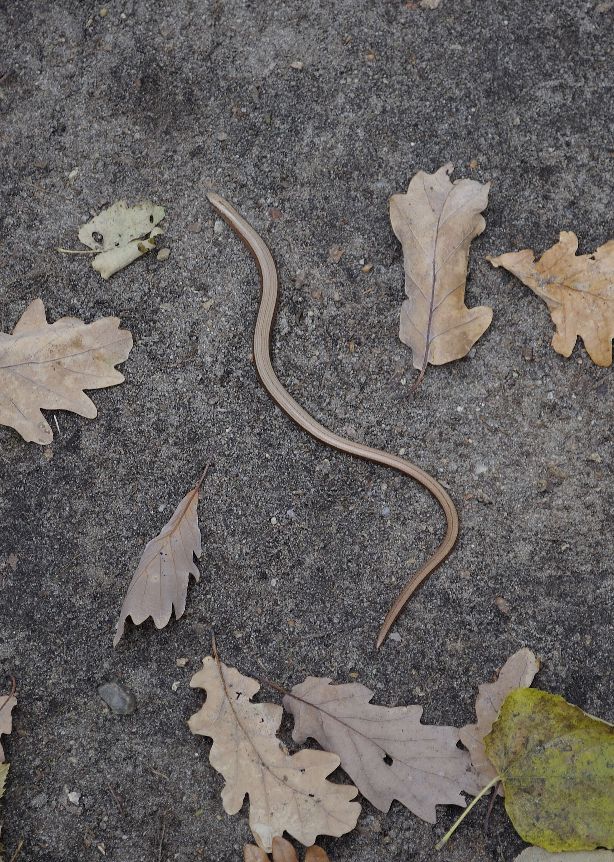 Image of Slow worm