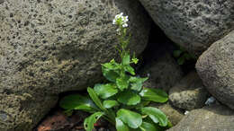 Image of Arabis stelleri DC.