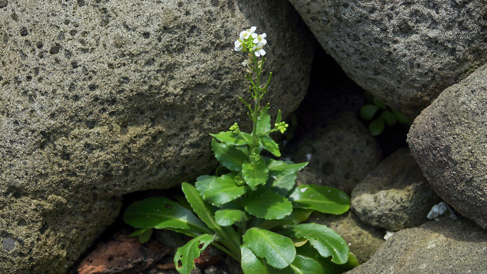 Image of Arabis stelleri DC.