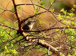 Image of Jungle Babbler