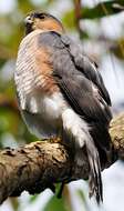 Image of Sharp-shinned Hawk