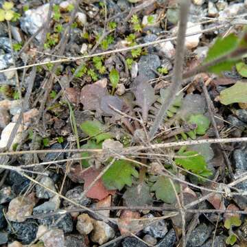 Image of Arabidopsis suecica (Fr.) Norrl.