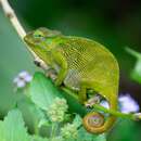 Image of Kilimanjaro Blade-horned Chameleon