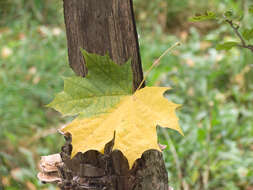 Image of Norway Maple