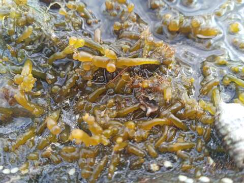 Image of Red algae