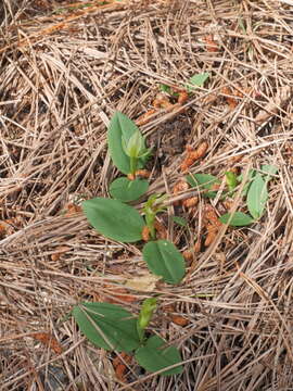 Image of Green bird orchid