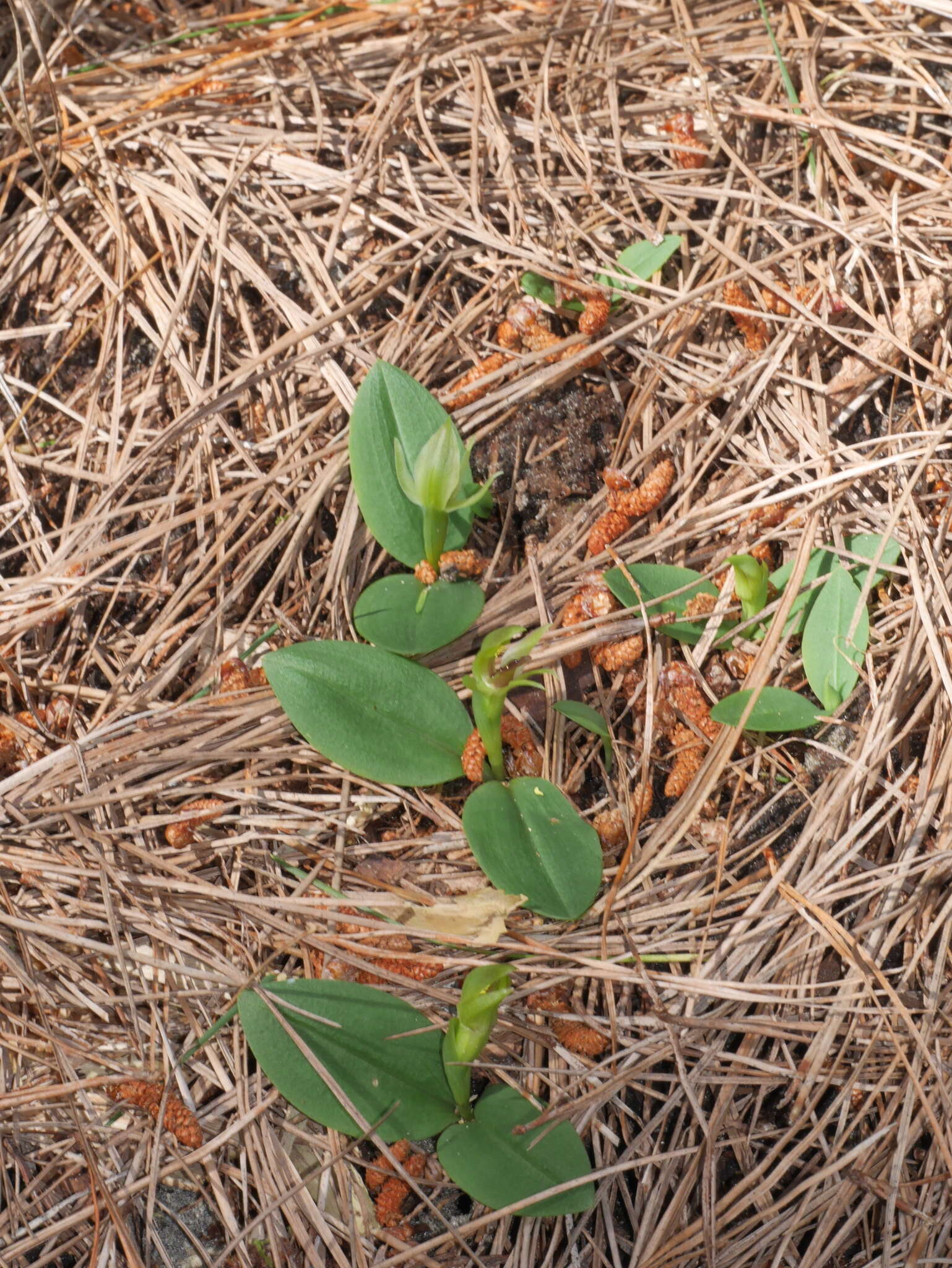 Imagem de Chiloglottis cornuta Hook. fil.