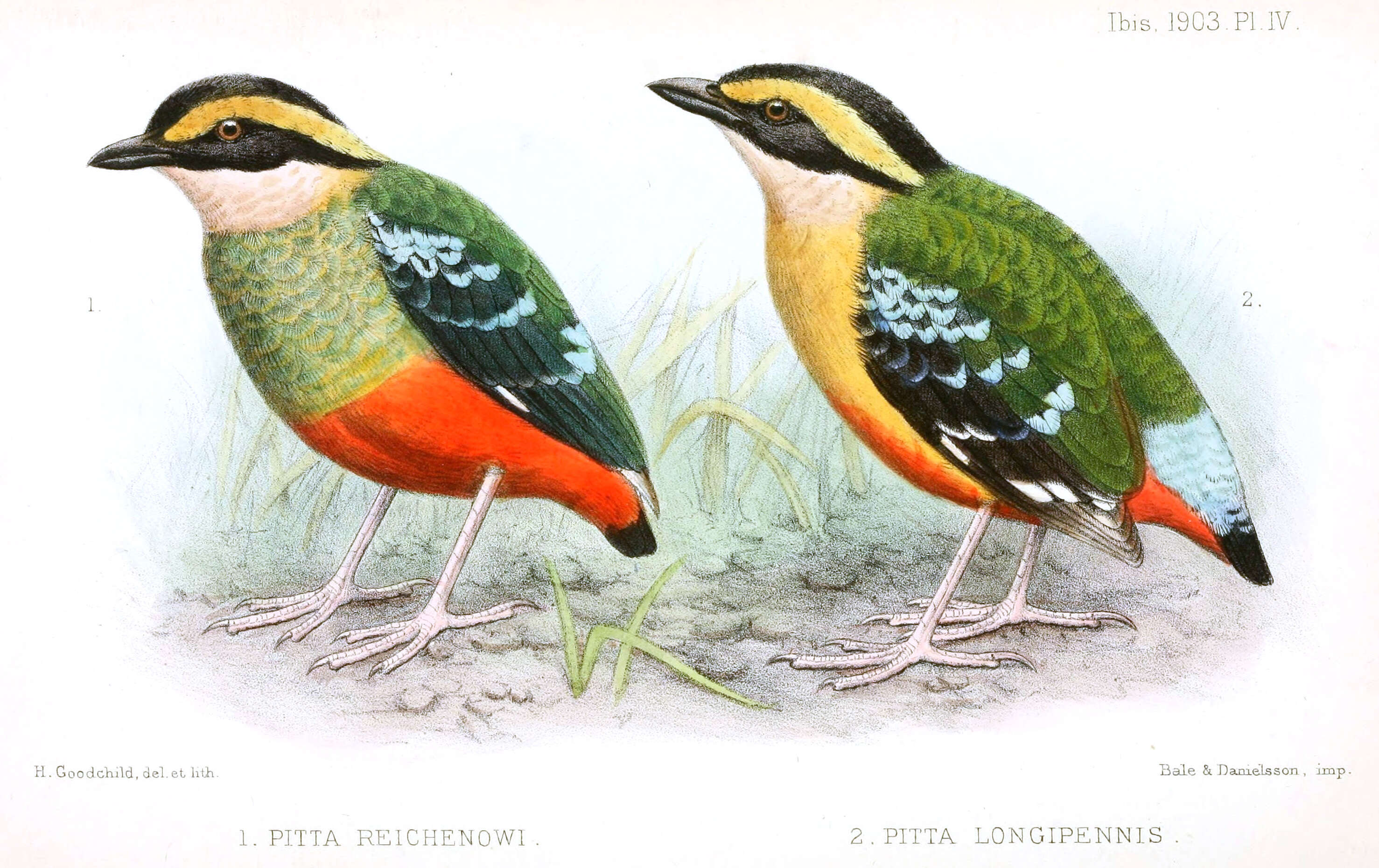 Image of Green-breasted Pitta