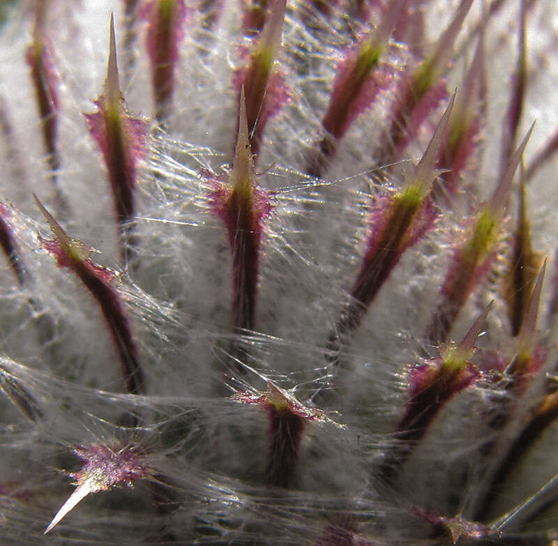 Слика од Cirsium decussatum Janka