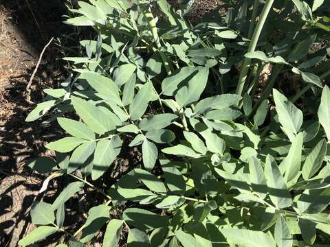 Image of woolly angelica