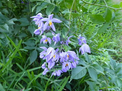 Image of Brazilian nightshade