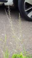 Image of Catstail dropseed