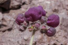 Image of Cobweb Slipper-wort