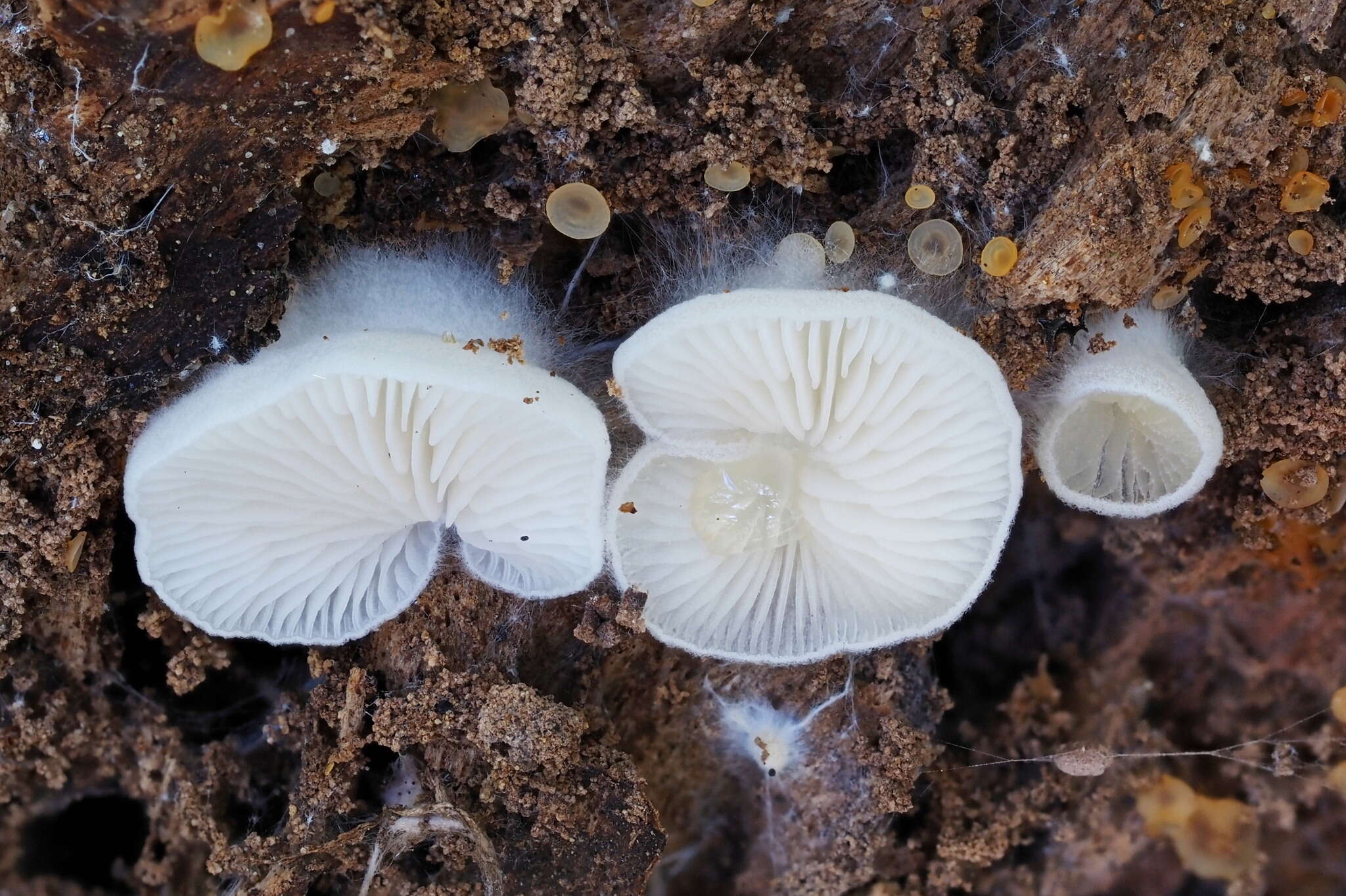 Image of Clitopilus hobsonii (Berk.) P. D. Orton 1960