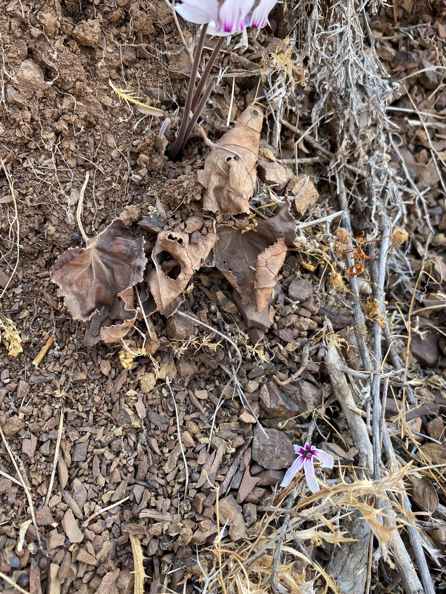 Image of Cyclamen graecum subsp. graecum