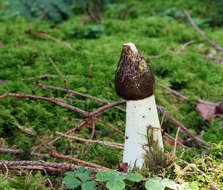 Image of Stinkhorn