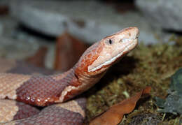 Image of Copperhead