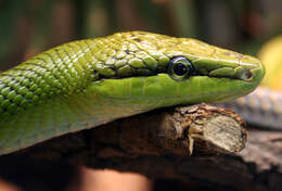 Plancia ëd Gonyosoma oxycephalum (F. Boie 1827)