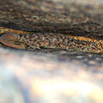 Image of Algerian Fan-fingered Gecko