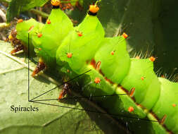 Image of Indian Luna Moth