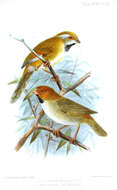 Image of Short-tailed Parrotbill