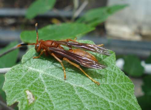 Image of Polistes canadensis (Linnaeus 1758)