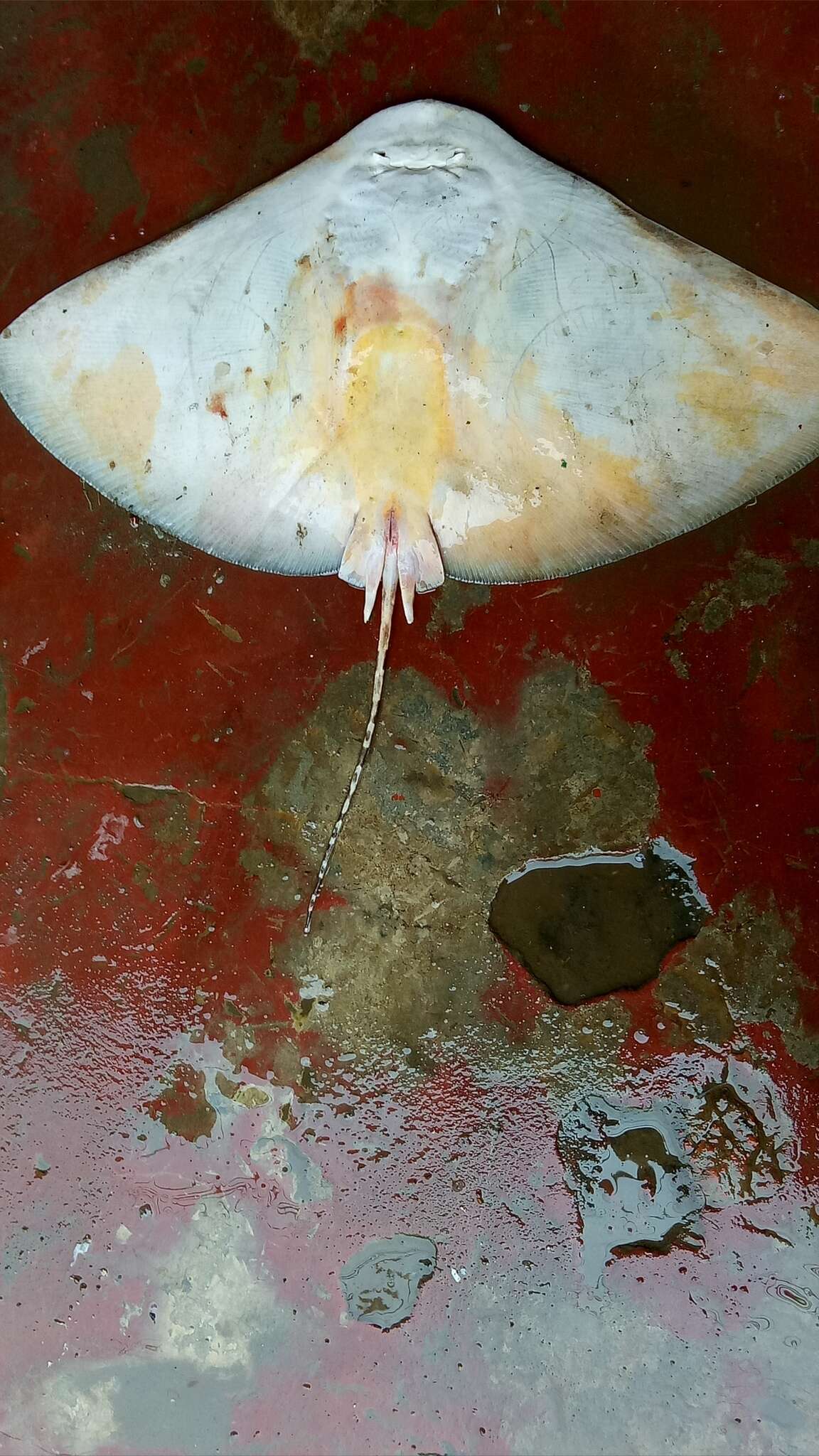 Image of Longtail Butterfly Ray