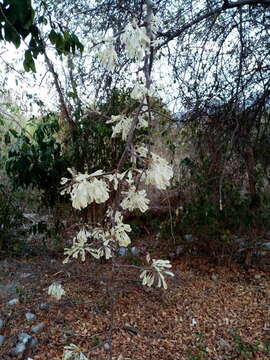 Imagem de Podopterus mexicanus Humb. & Bonpl.