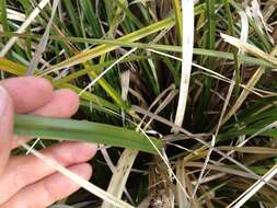 Image of Cyperus ustulatus A. Rich.