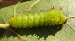 Image of Actias artemis (Bremer & Grey 1853)