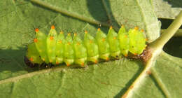 Image of Actias artemis (Bremer & Grey 1853)