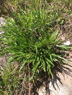 Image of longleaf sunflower