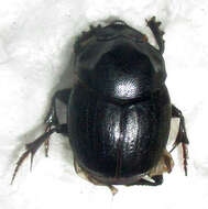 Слика од Onthophagus bayeri Balthasar 1942