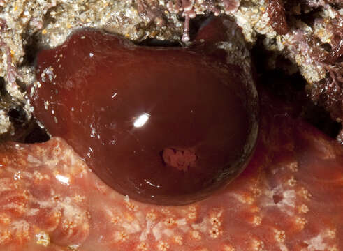 Image of Beadlet anemone